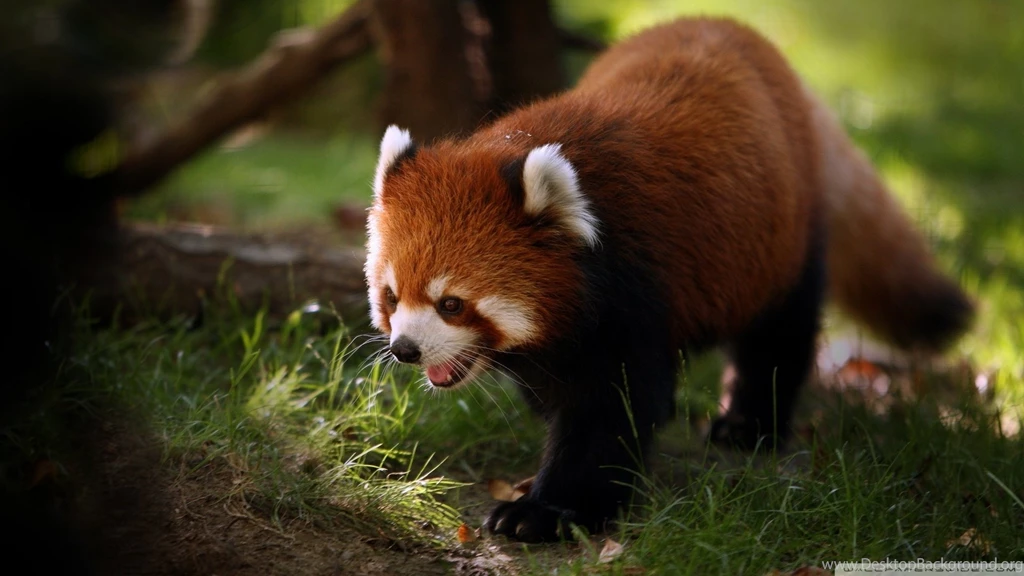 Download Brilliant Red Panda Wallpapers 1920x1080
