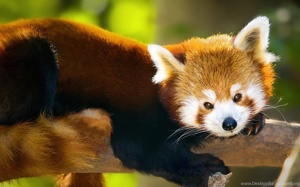 Red Panda Wallpapers, Images, Photos, Pictures & Pics