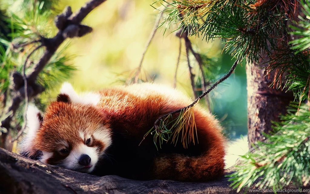 Red Panda Backgrounds Wallpapers Attachment 9686   Amazing Wallpaperz