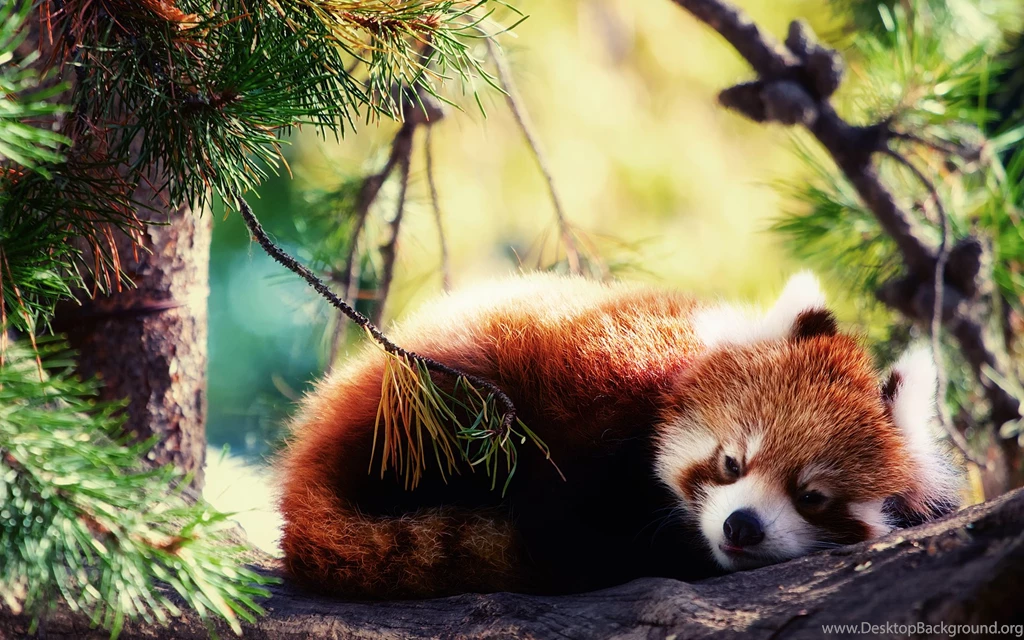 Red Panda Android Wallpapers   Mbagusi.com