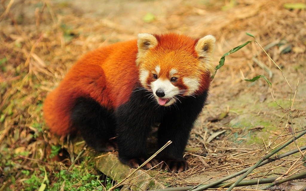 Animals   HD Wallpapers