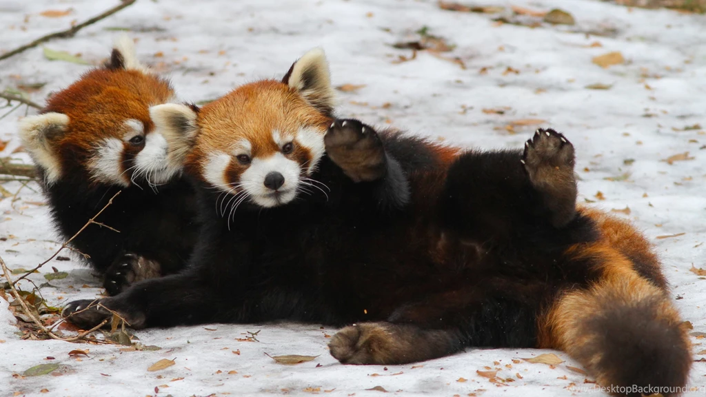 Red Panda Waving Desktop Backgrounds HD 3840x2160