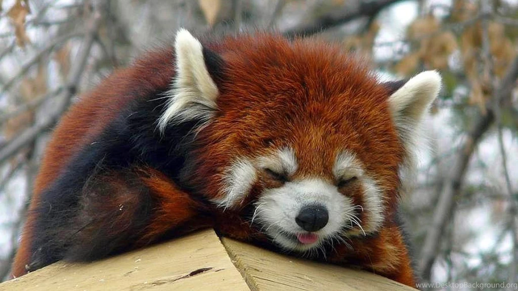 Red Panda   (