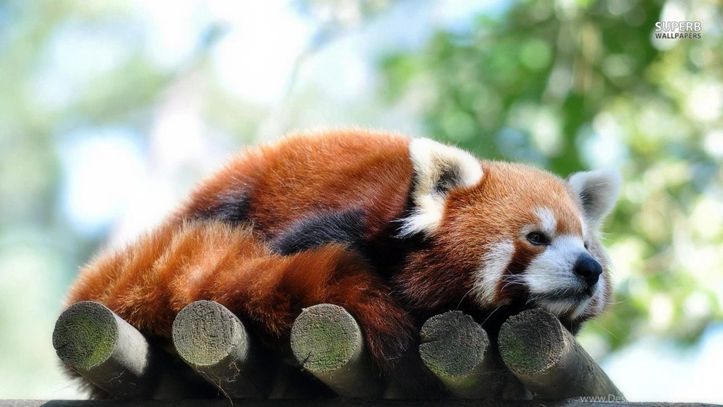Justpict.com Baby Red Pandas Wallpapers