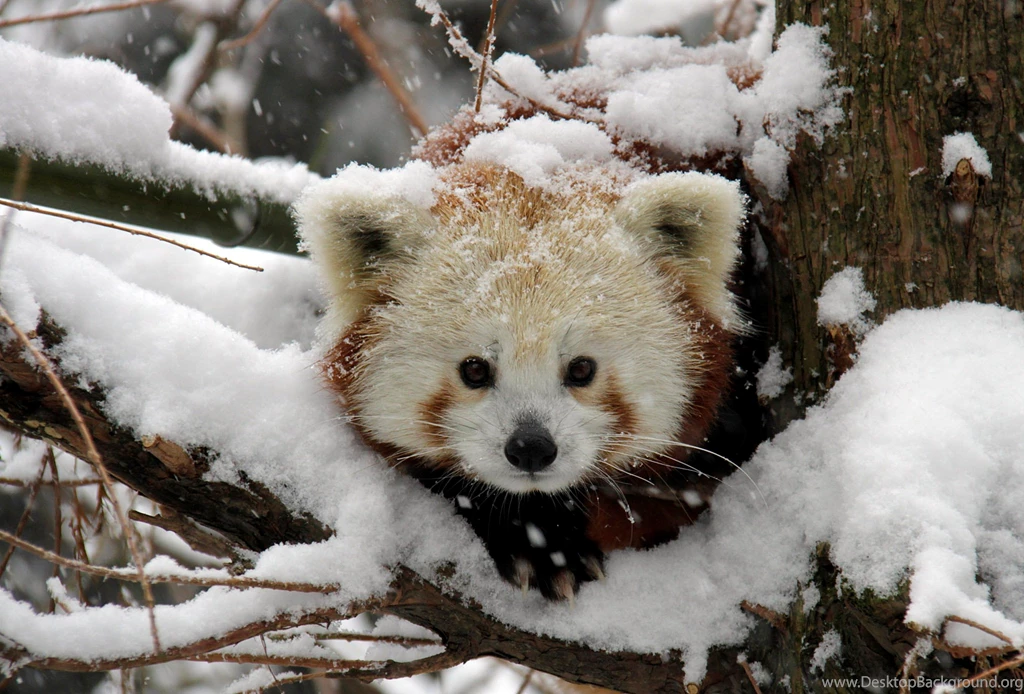Snowy Red Panda Cub HD Wallpapers   Cool Wallpapers
