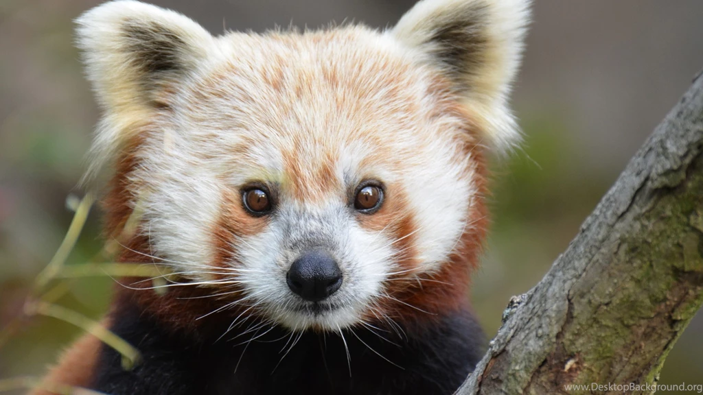 Download Wallpapers 2560x1440 Red Panda, Look, Nose Mac iMac 27 HD ...