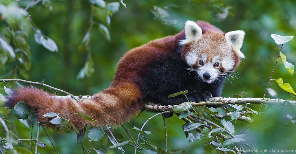 Red Panda Computer Wallpapers, Desktop Backgrounds