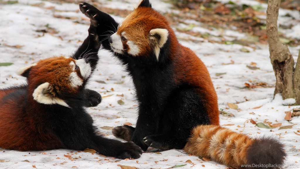 Red Panda Brothers Desktop Backgrounds HD 3840x2160