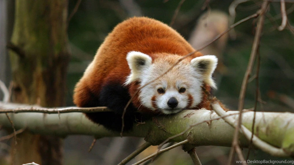 Red Panda Wallpapers   Wallpapers Cave