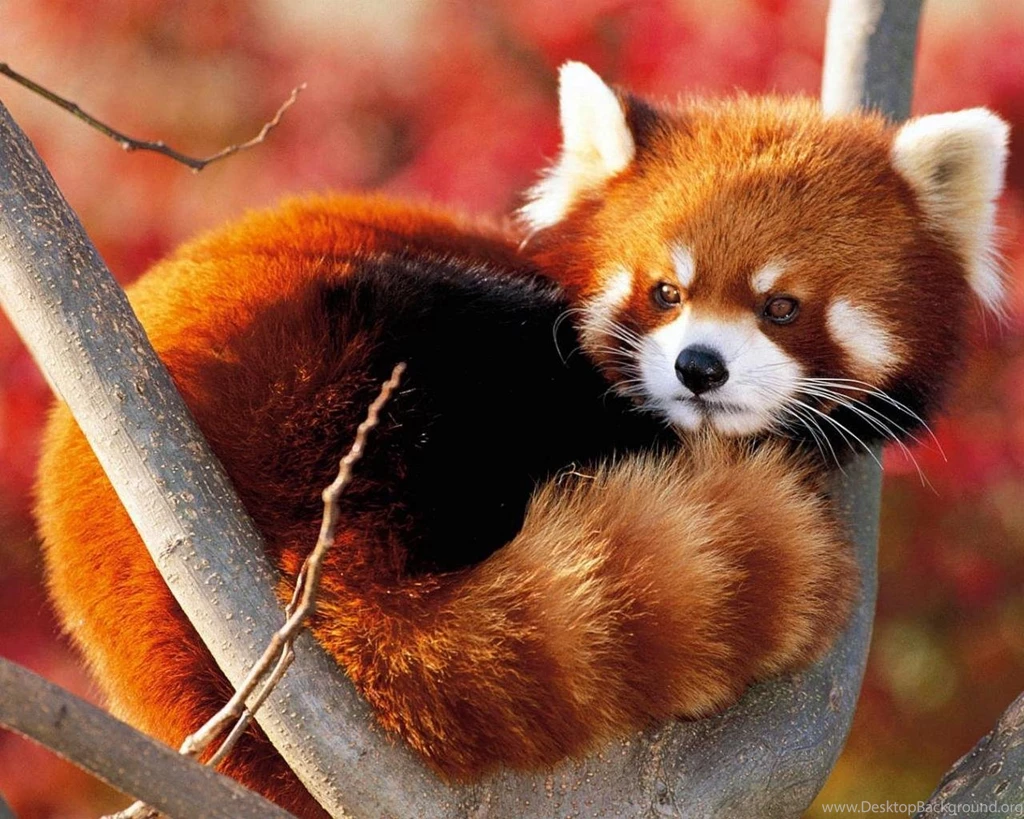 RED PANDA WALLPAPER   (