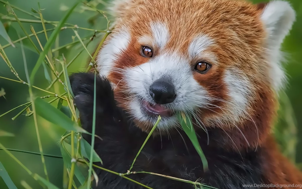 Red Panda Bamboo Eating Wallpapers