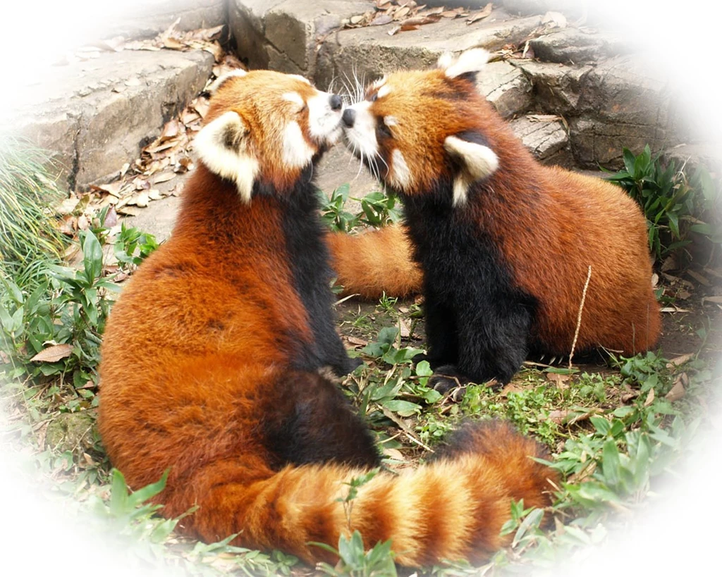 Red Panda Wallpapers 53295