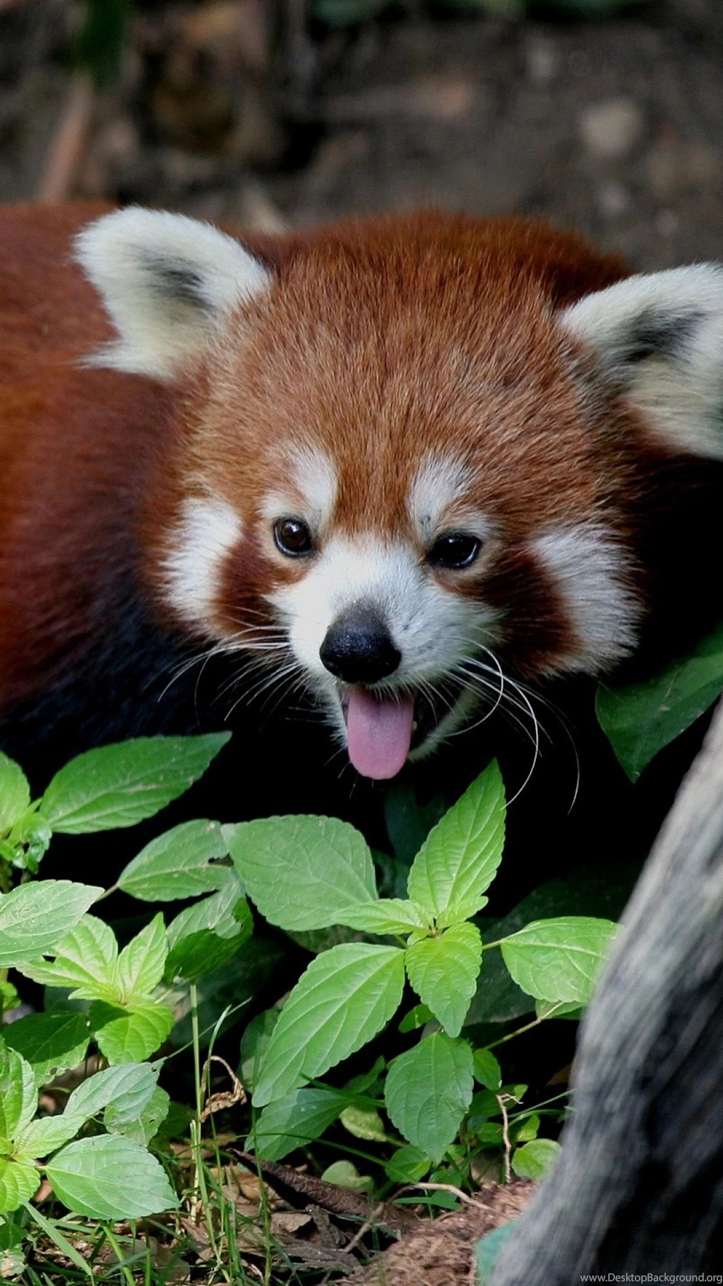 Download Wallpapers 1080x1920 Red Panda, Leaves, Trees, Lie Sony ...