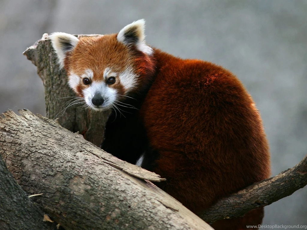 Red Panda Quotes. QuotesGram