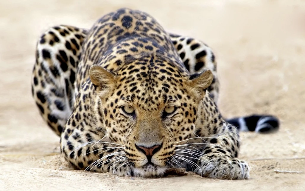 615 Leopard HD Wallpapers