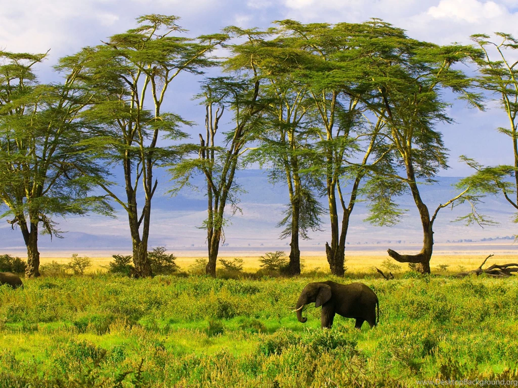 Savanna Wallpapers