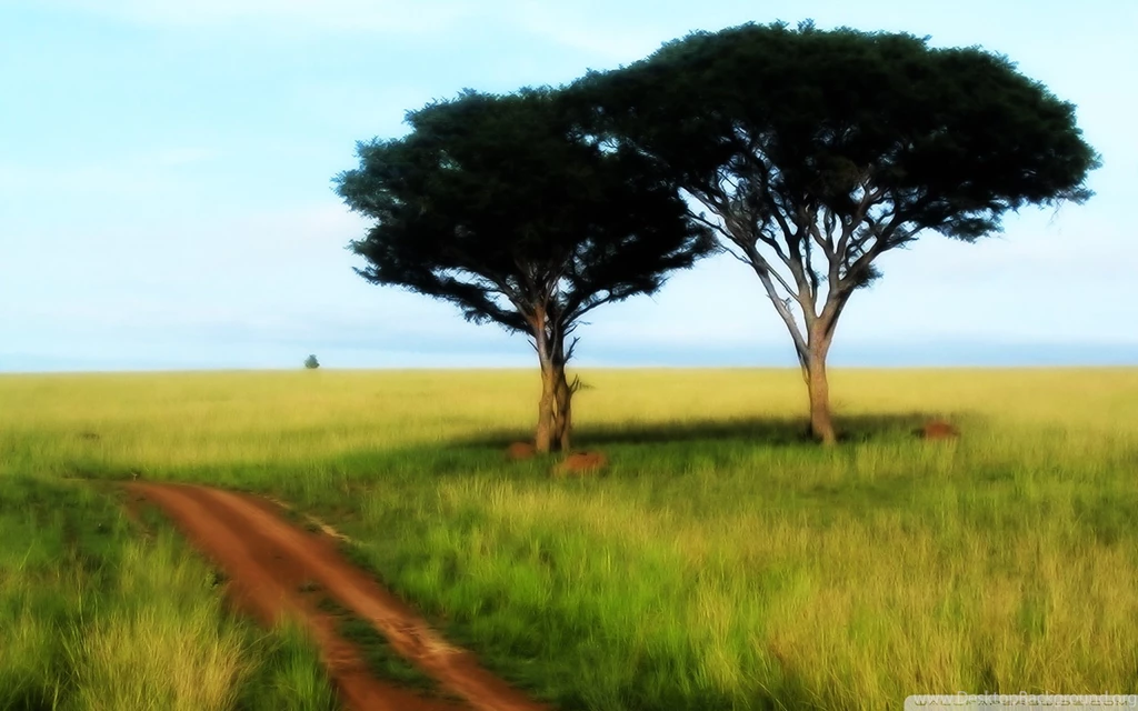 Savanna Trees Wallpapers 1920x1200 1519498