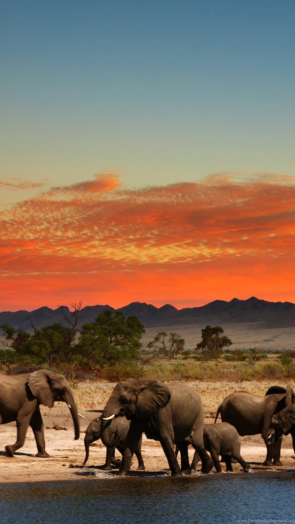 Herd Of Elephants In African Savanna 4K Ultra HD Wallpapers