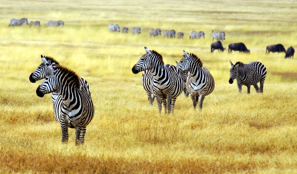 Zebra Wallpaper, Animals / Wild: Zebra, Savanna, Cute Animals
