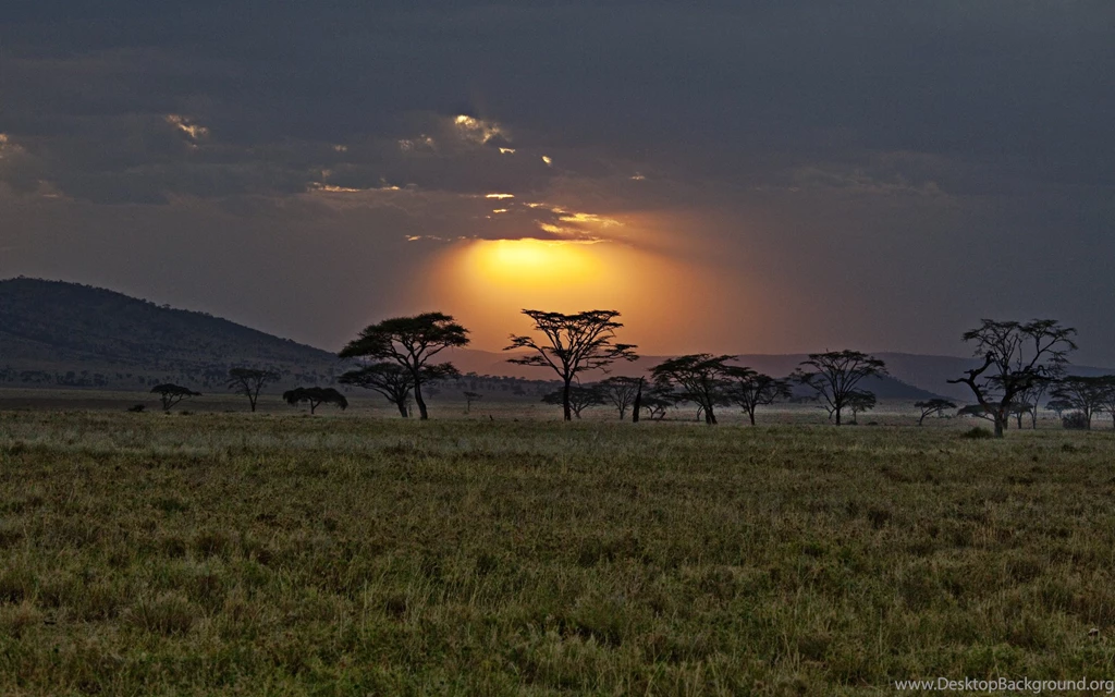 Sunset Africa Savanna Landscapes Sky Beams Rays Trees Wallpapers ...