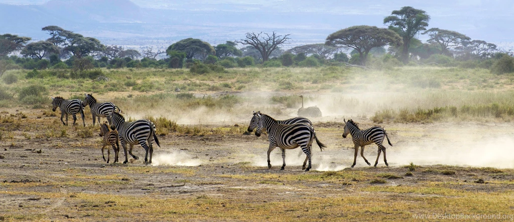 Zebra Ostrich Africa Savanna Wallpapers