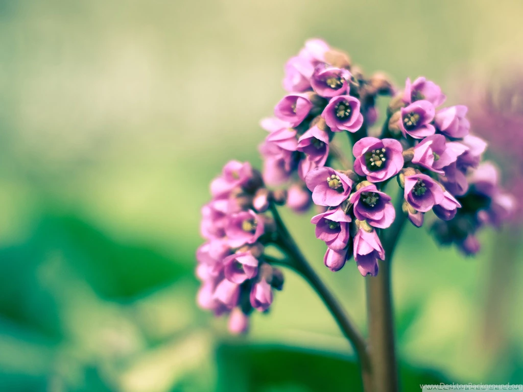 Violet Flower Wallpapers