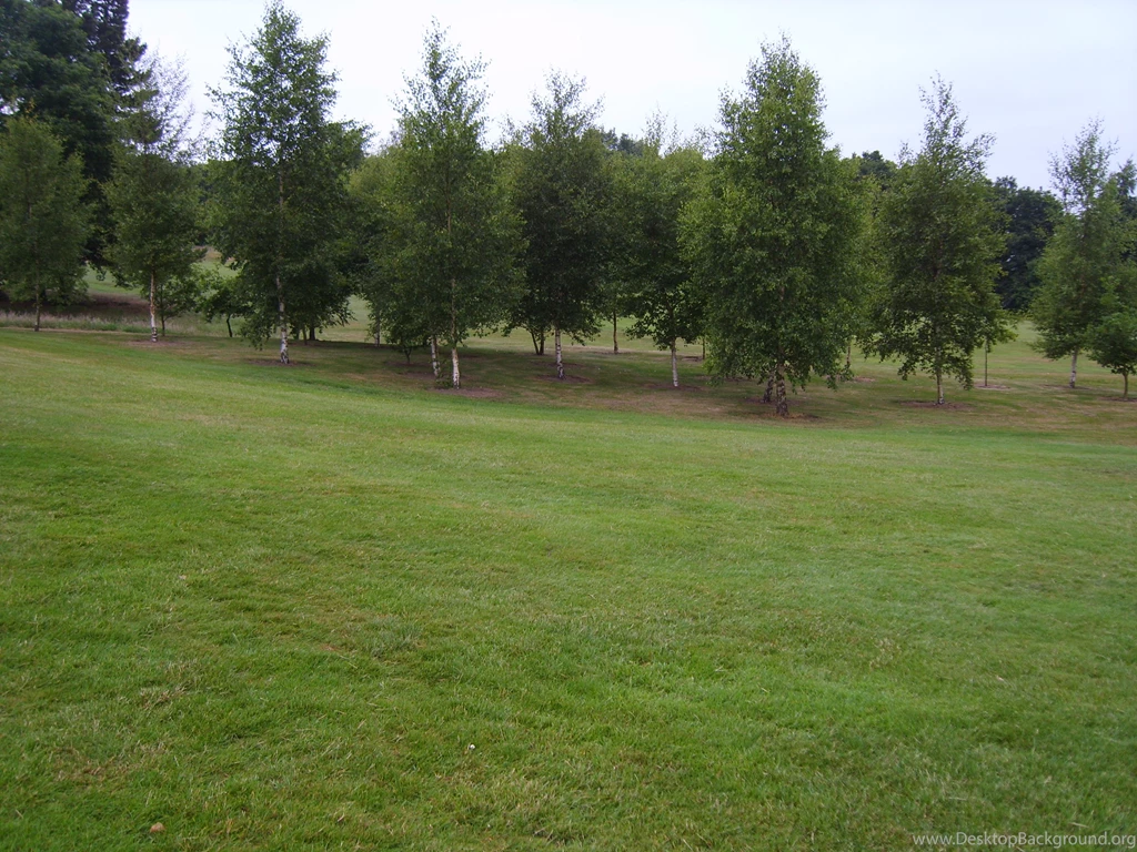 Backgrounds Trees By PaulineMoss On DeviantArt