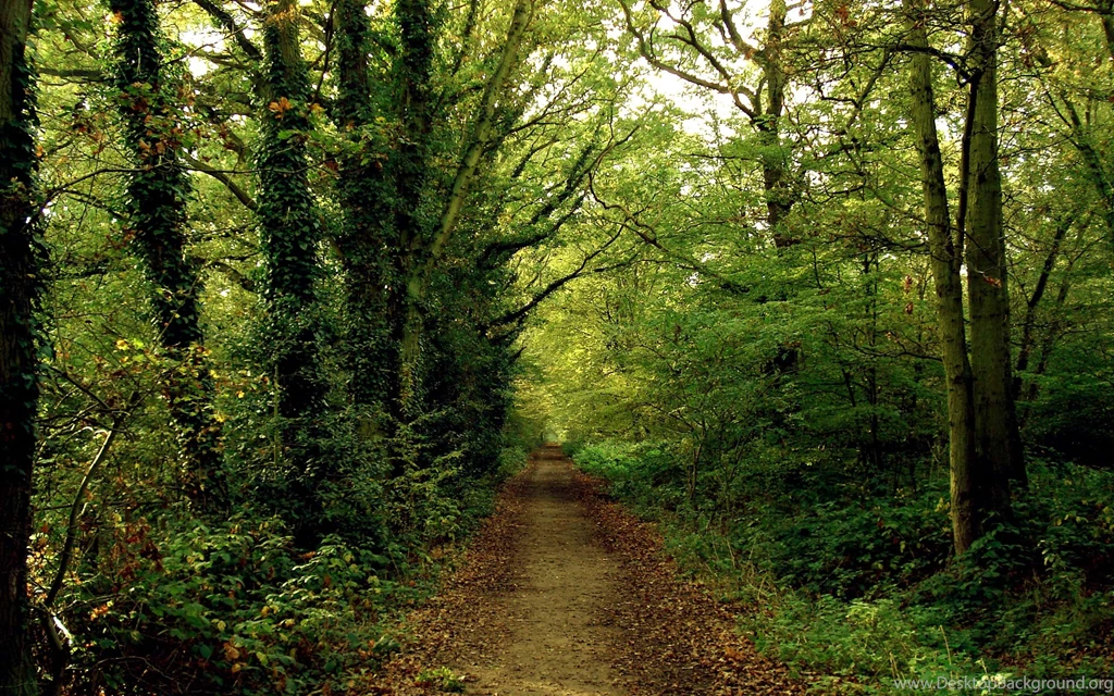 Landscape Astonishing Nature Quality Trees Backgrounds Picture ...