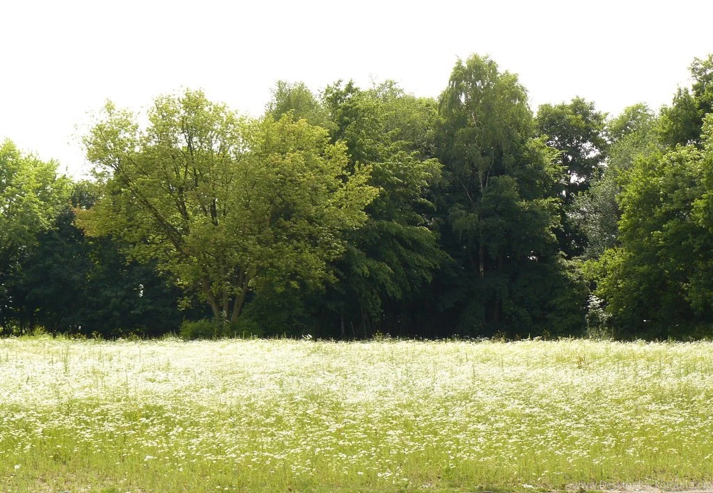 Meadow White Flowers And Trees Backgrounds By Nexu4 On DeviantArt