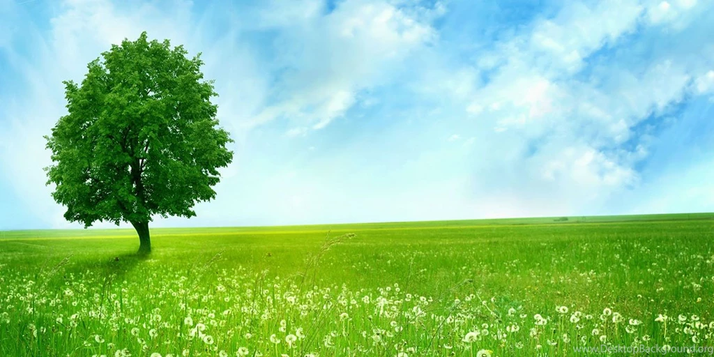 Trees Forest Twitter Cover & Twitter Backgrounds