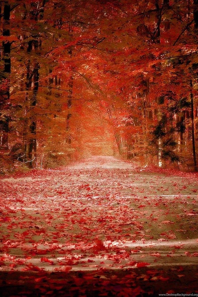 Hd Mobile Wallpapers Download For Cell Phone Img 28