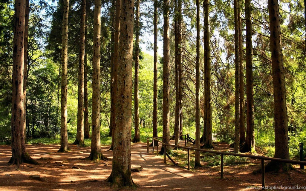 Landscape Astonishing Nature Quality Trees Backgrounds Picture ...