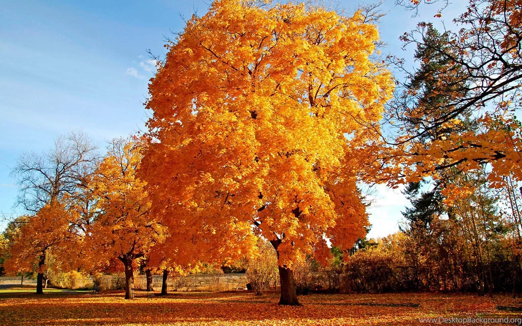 Landscape Astonishing Nature Quality Trees Backgrounds Picture ...