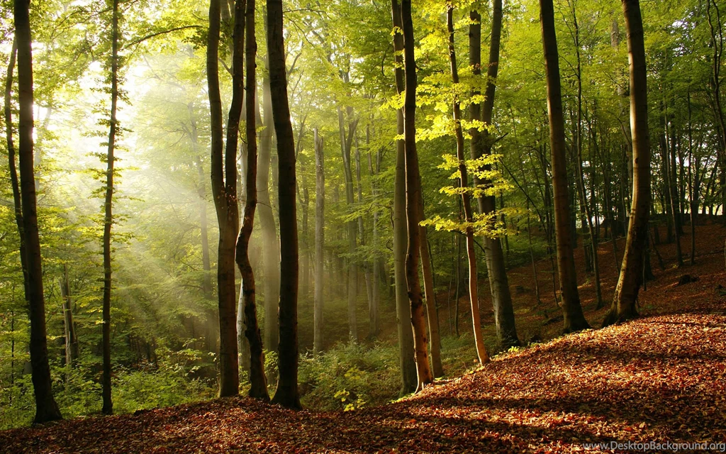 Landscape Astonishing Nature Quality Trees Backgrounds Picture ...