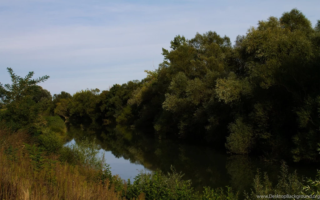 Trees On A River Bank Backgrounds