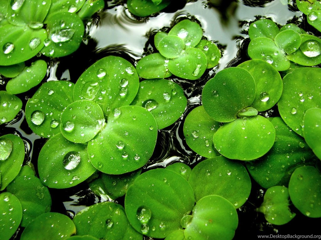 Green Wallpapers