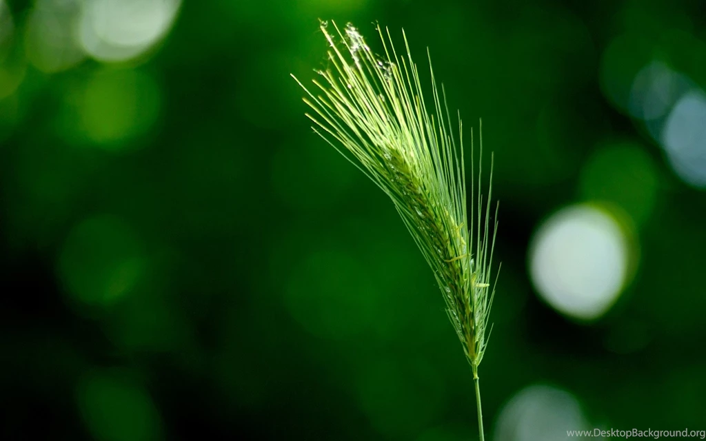 1920x1200 Green Wheat Desktop PC And Mac Wallpapers