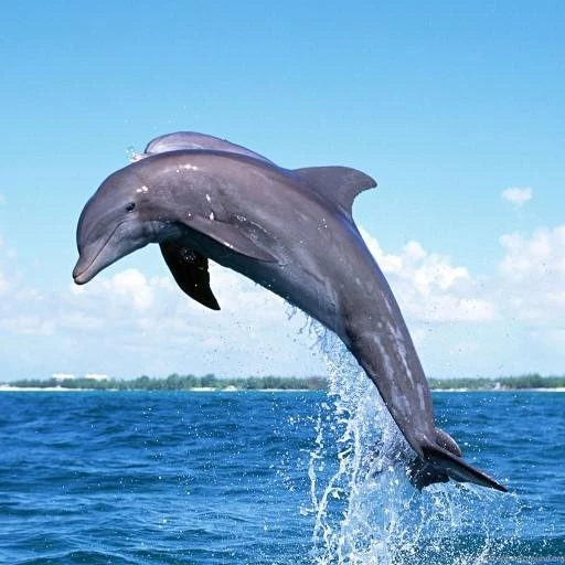 Funny Dolphin Live Wallpaper