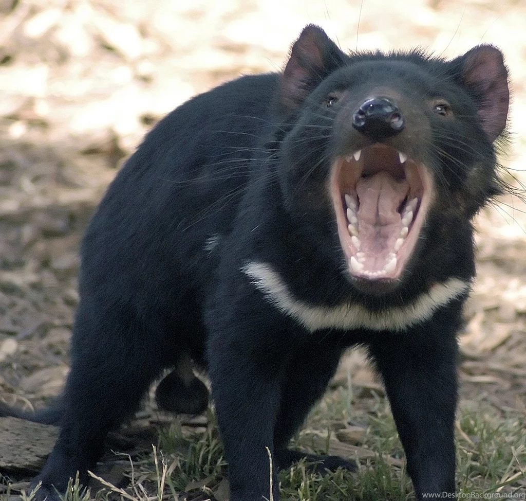 Other Taz Devil Snarling Feed Make Day Like Fanags Desktop ...