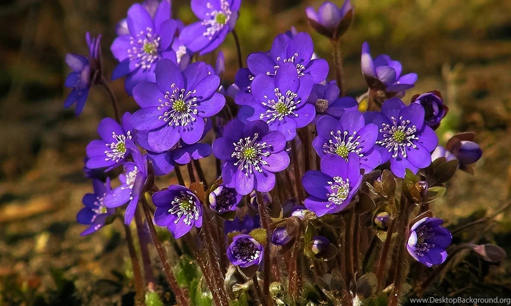 Wallpaper_wallpapers_image_love_nature_cool_bestwallpaper047.jpg