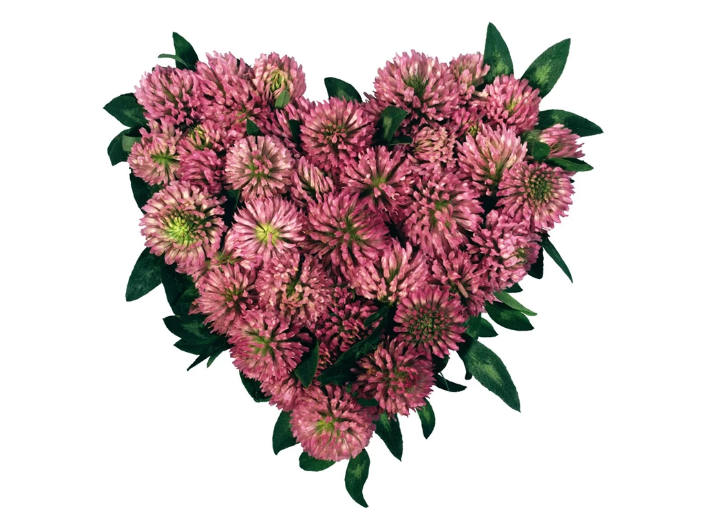 Flowers And Hearts Pictures Wallpapers HD Base