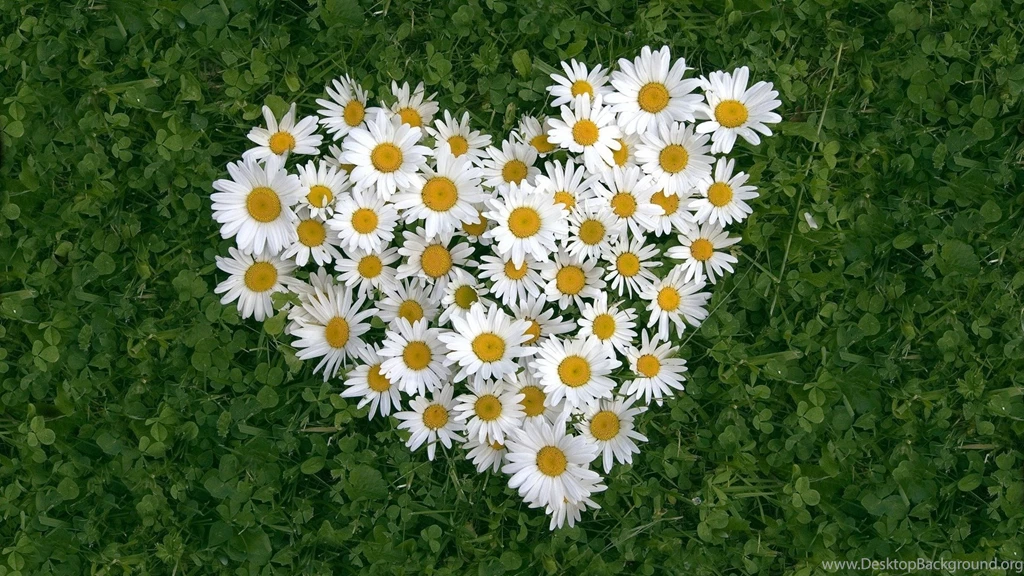 Flowers Heart Wallpapers 702428
