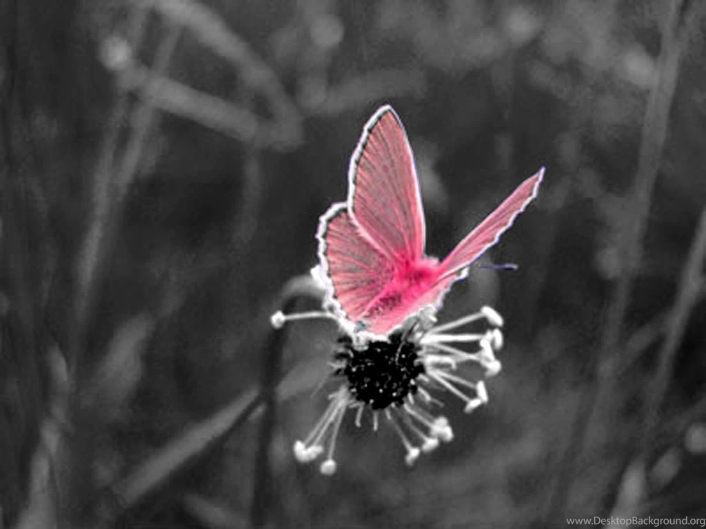 Flowers And Butterflies And Hearts Cliparts.co