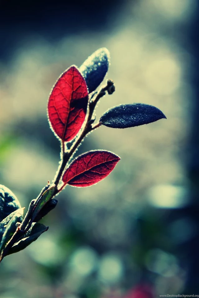 35+ Outstanding Collection Of Iphone Wallpapers FunPulp