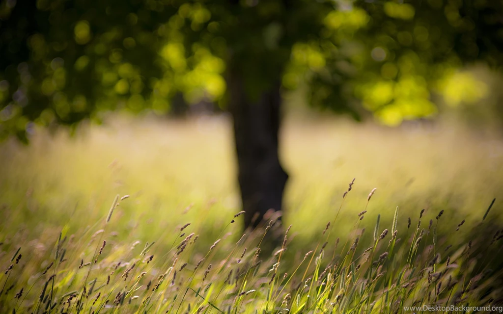 GRASS LATE SUMMER Online Wallpapers HD