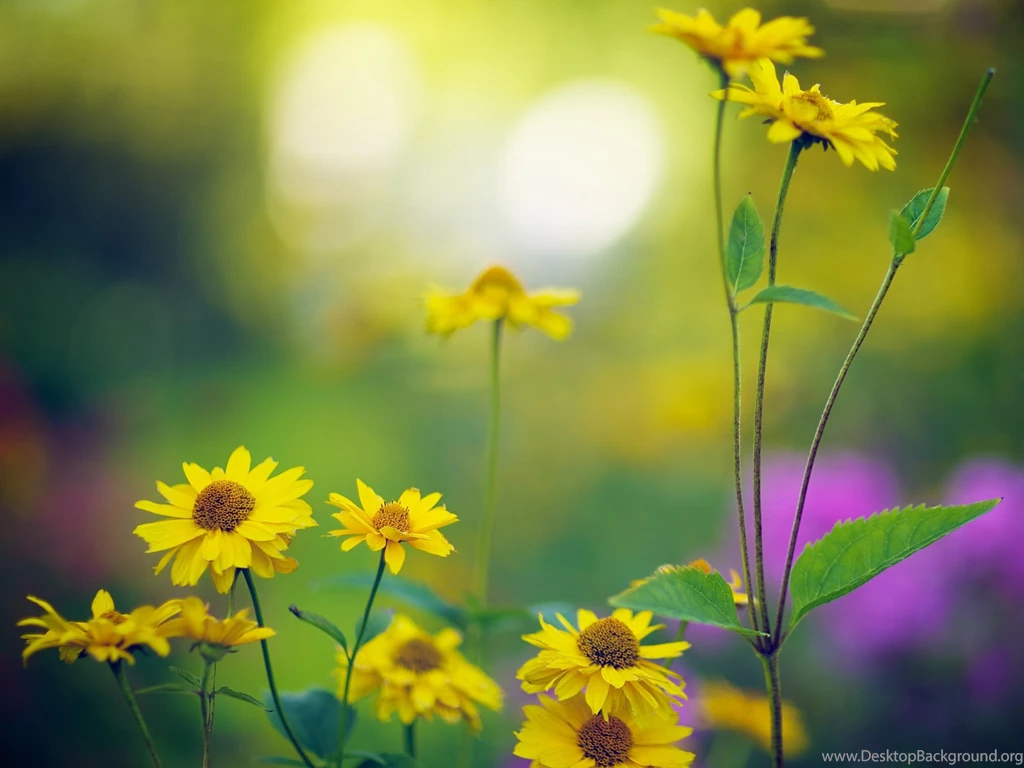 Late Summer Bokeh 1920x1440 Wallpapers