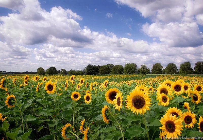 Quotes About Late Summer. QuotesGram