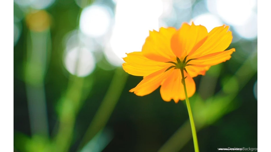 Cosmos Flower In Late Summer Wallpapers In 1280x720 Resolution