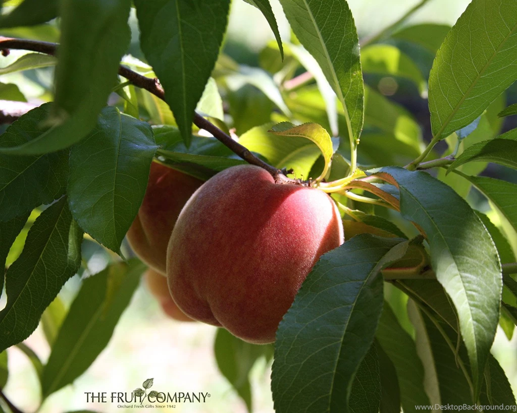 Wallpapers Wednesday: Peaches In The Orchard!