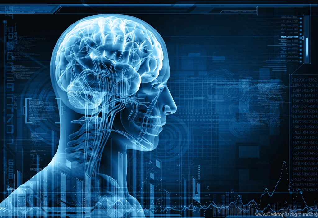 Brain Anatomy Medical Head Skull Digital 3 d X ray Xray ...
